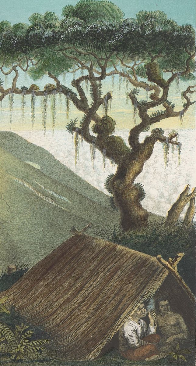 Detail litografi: pohon besar berlumut dan tenda jerami di lereng Gunung Gede, dari atlas Java karya Franz Junghuhn, 1854